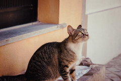 Neugierige Katze