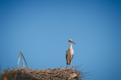 Storchennest