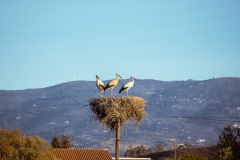 Storchennest