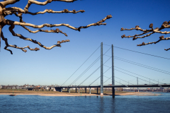 Baum-Tentakeln an der Oberkasseler Brücke