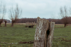 Ines_Rehberger