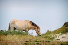 Wildpferd bei Egmond aan den Hoef