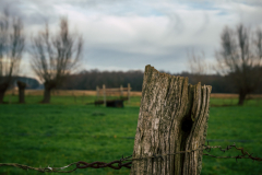 Typische Niederrhein-Landschaft bei Neersen